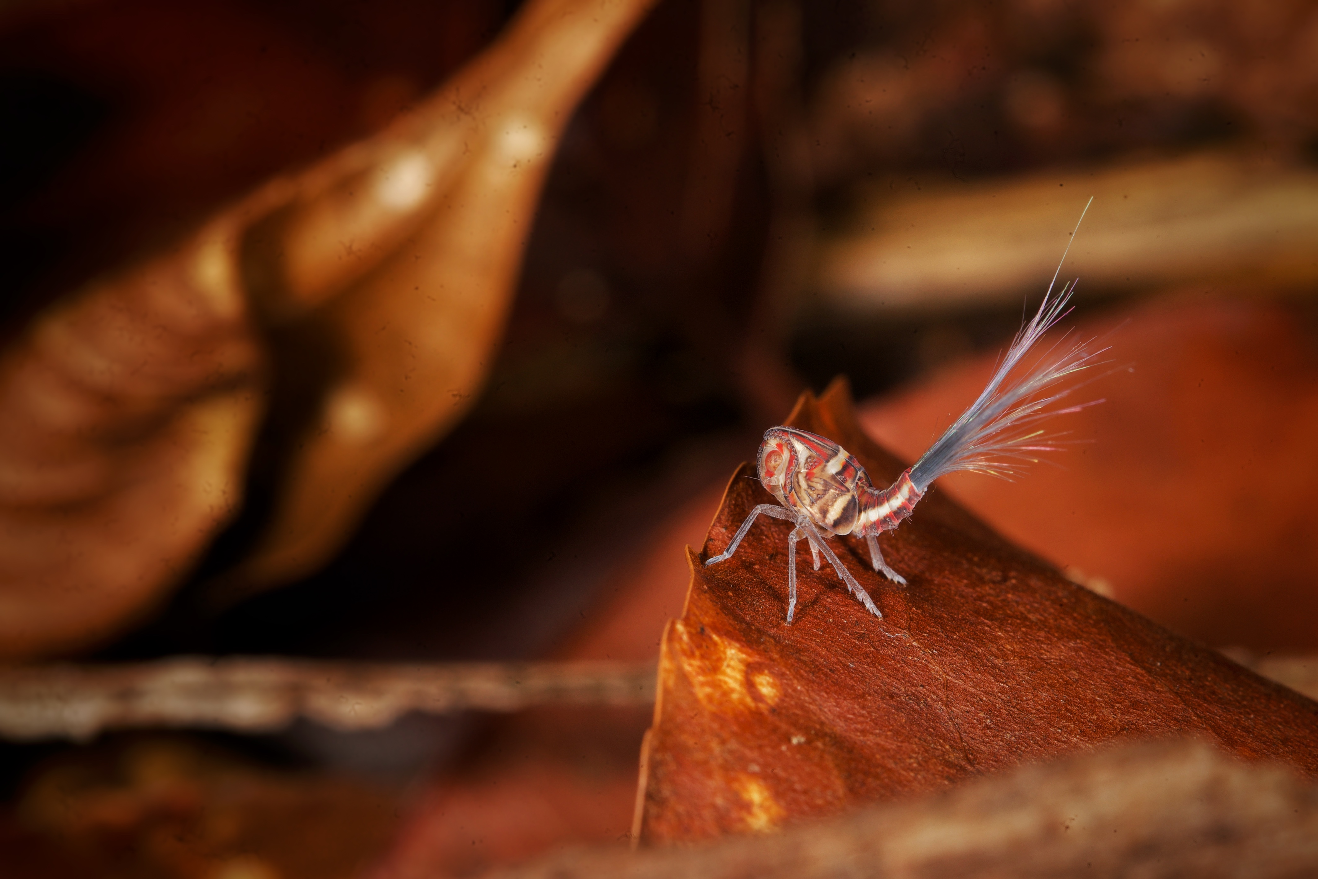 Rainforest insect at OneK Nature Reserve