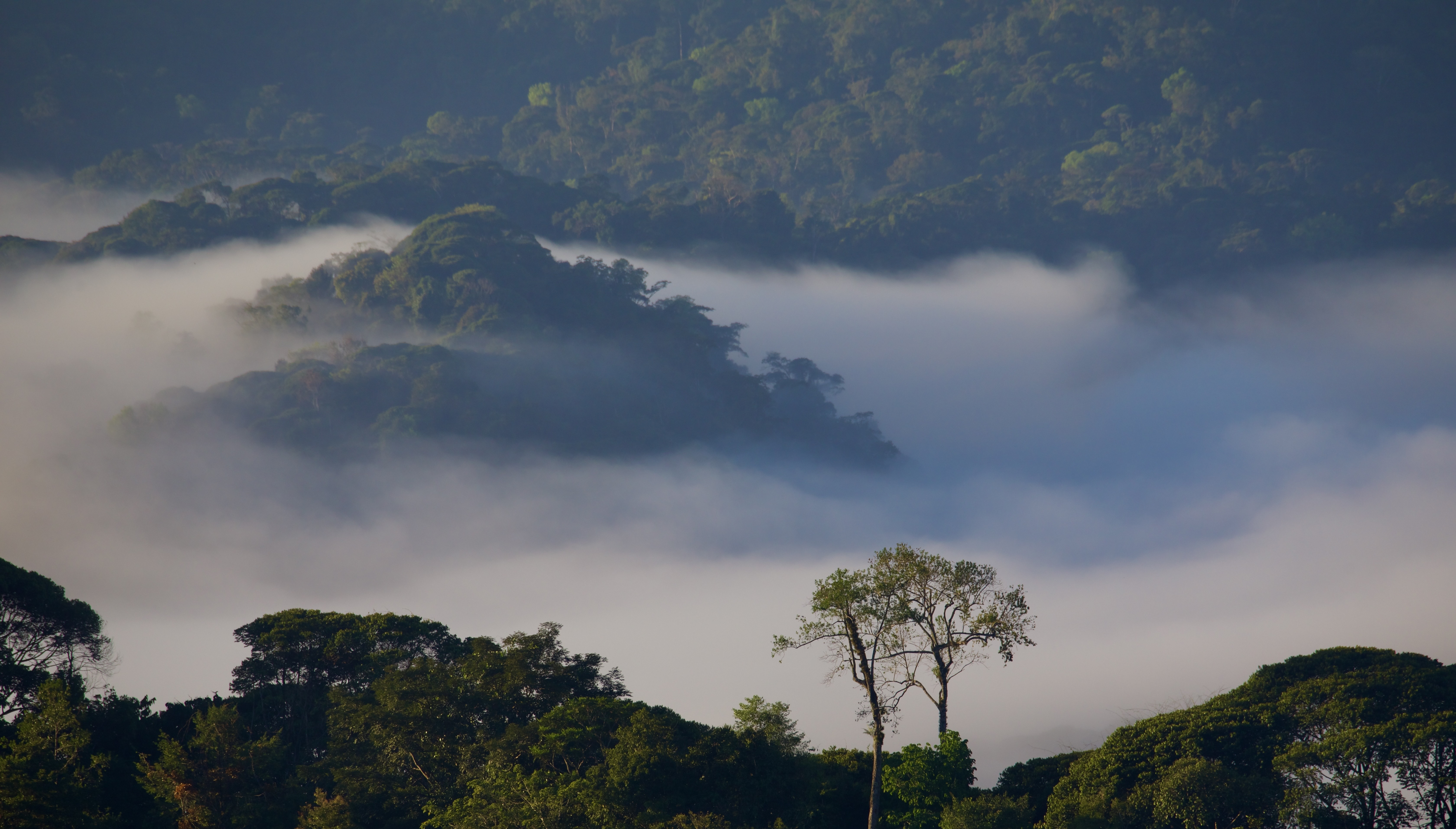 Cloud forest at OneK Private Nature Reserve