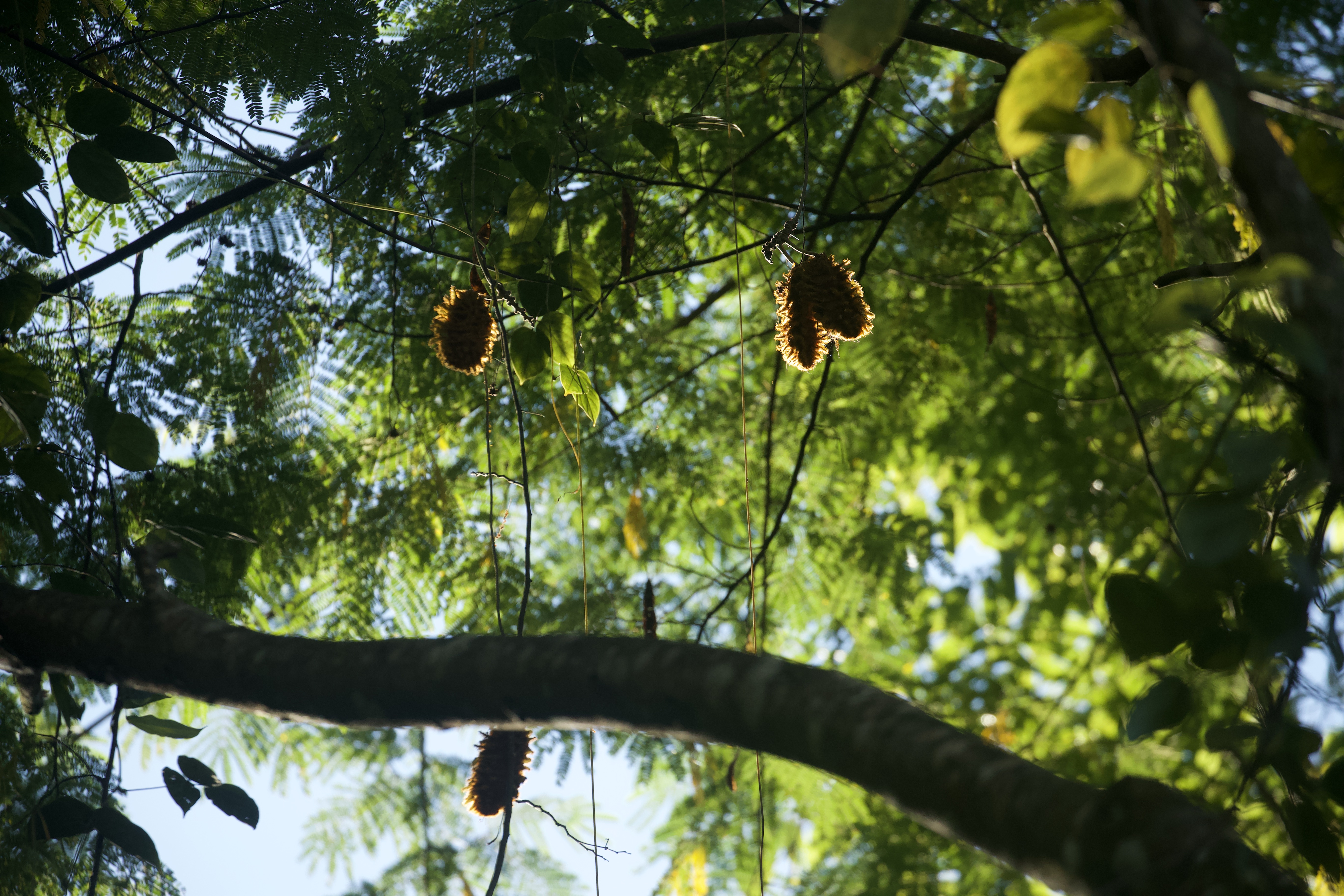 Rainforest canopy at OneK Reserve