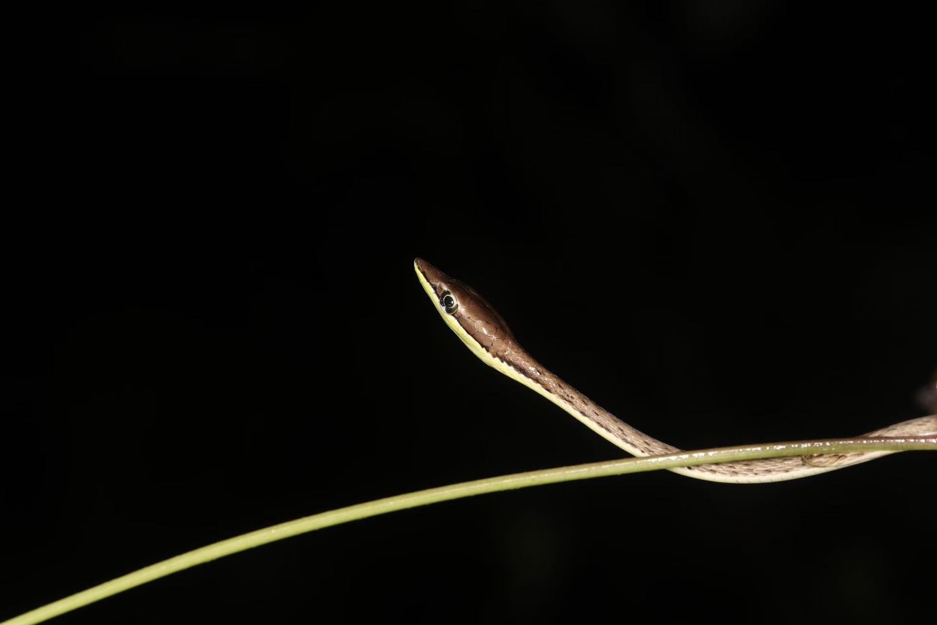 Brown vine snake in the rainforest at OneK