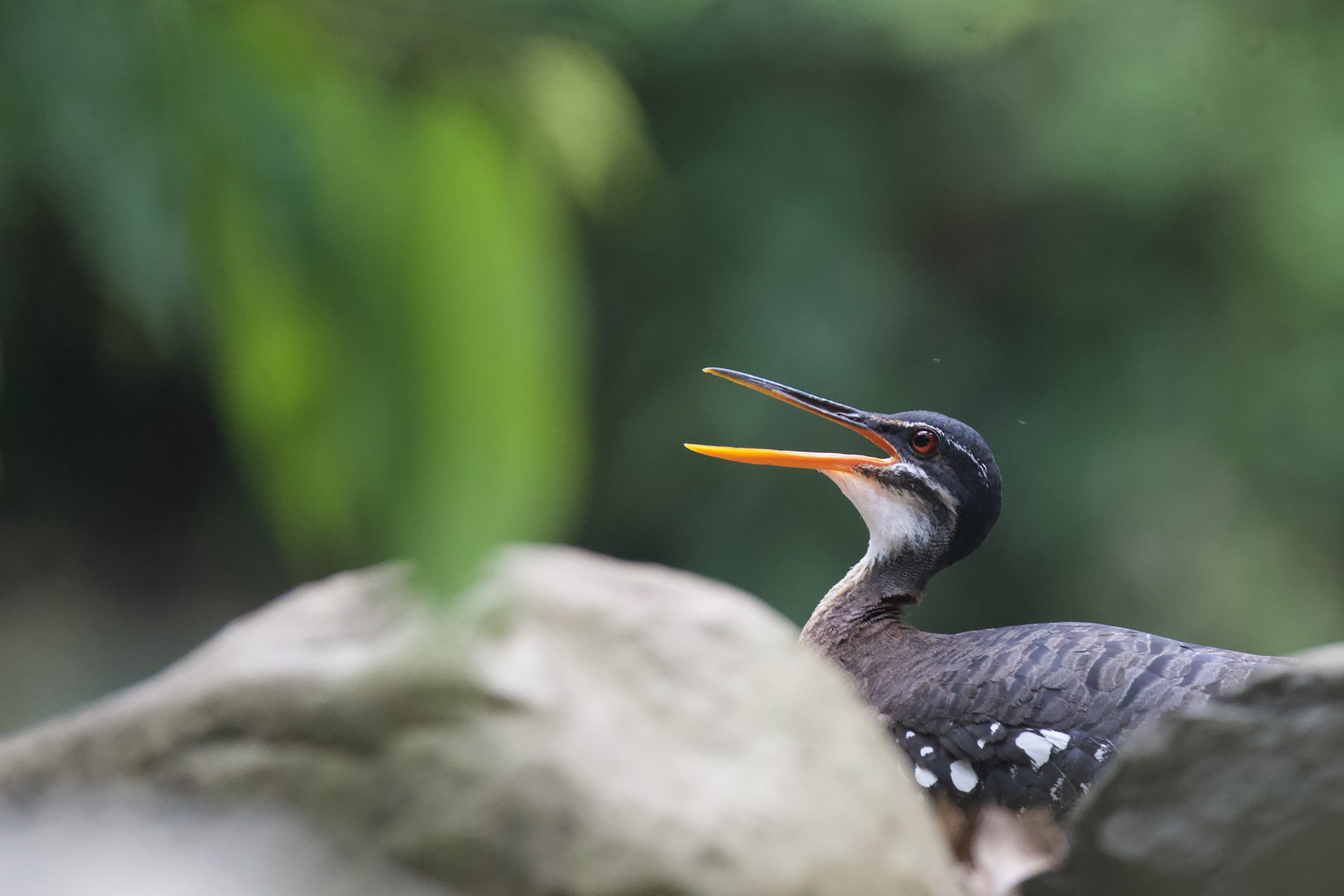 Birds of OneK Private Nature Reserve